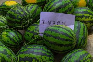 吃瓜学校全集免费看,揭秘校园风云,免费畅享青春喜剧盛宴 第2张 吃瓜学校全集免费看,揭秘校园风云,免费畅享青春喜剧盛宴 第2张